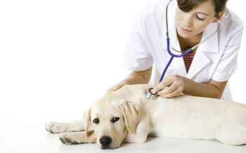 linha-de-materiais-veterinarios